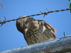 Toxostoma curvirostre