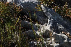 Pronolagus saundersiae