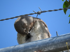 Toxostoma curvirostre