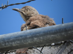 Toxostoma curvirostre