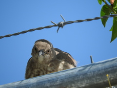 Toxostoma curvirostre