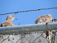 Toxostoma curvirostre