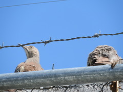 Toxostoma curvirostre