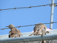 Toxostoma curvirostre