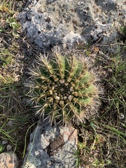 Parodia mammulosa