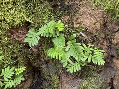 Pleopeltis michauxiana