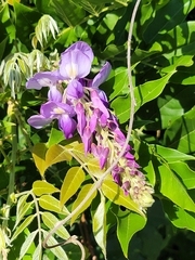Wisteria