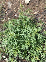 Reseda phyteuma