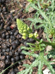 Reseda phyteuma