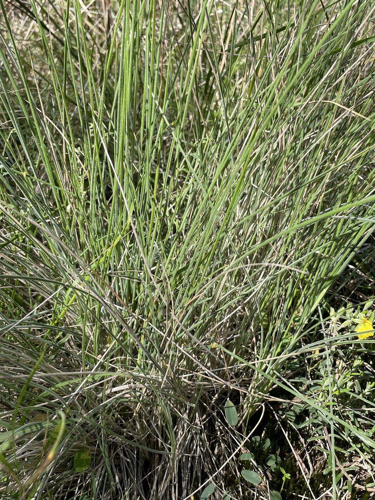 Poa morrisii from Stringybark Circuit, Frankston South, VIC, AU on ...