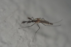 Aedes infirmatus