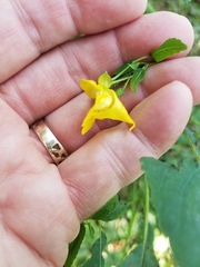 Impatiens pallida