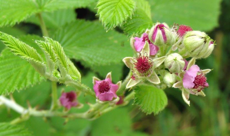 raspberries