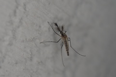 Aedes infirmatus