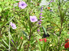 Cynanthus latirostris