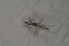 Aedes infirmatus