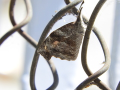 Libytheana carinenta