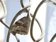 Libytheana carinenta