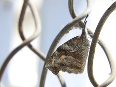 Libytheana carinenta