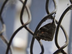 Libytheana carinenta