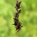 Carex diandra - Photo (c) Bas Kers (NL), algunos derechos reservados (CC BY-NC-SA)