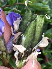 Oxytropis scammaniana