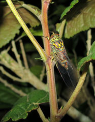 Amphipsalta