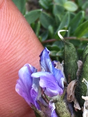 Oxytropis scammaniana