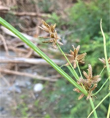 Cyperus diandrus