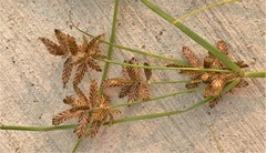 Cyperus diandrus
