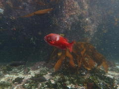 Chrysoblephus laticeps