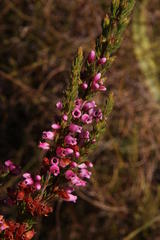 Erica tenella