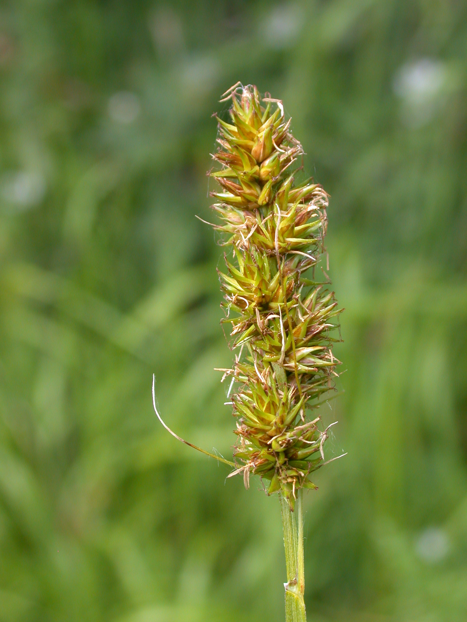 Carex otrubae