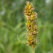 False Fox-Sedge - Photo (c) --Tico--, some rights reserved (CC BY-NC-ND)