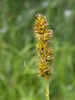 Carex Sect. Phaestoglochin - Photo (c) --Tico--, some rights reserved (CC BY-NC-ND)