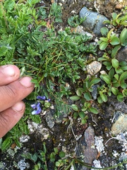 Oxytropis scammaniana