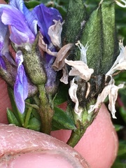 Oxytropis scammaniana