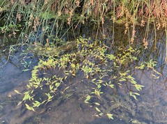 Potamogeton alpinus