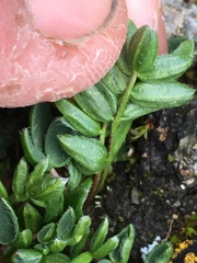 Oxytropis scammaniana