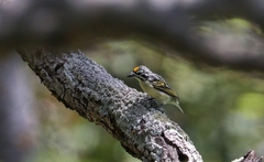 Pogoniulus chrysoconus