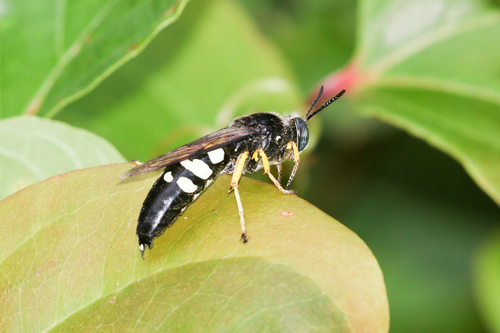 Horse Guard Wasp photo 4