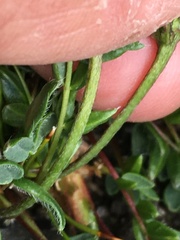 Oxytropis scammaniana
