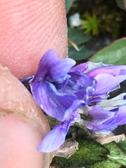 Oxytropis scammaniana
