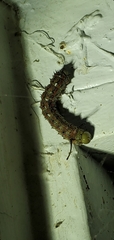 Anisota pellucida