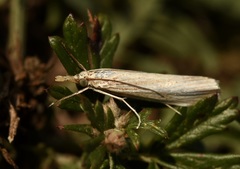 Agriphila straminella