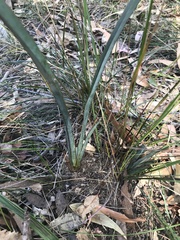 Dianella prunina