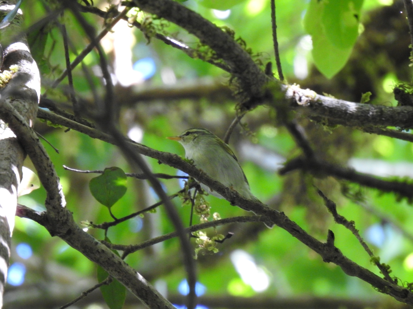 Western Crowned Warbler