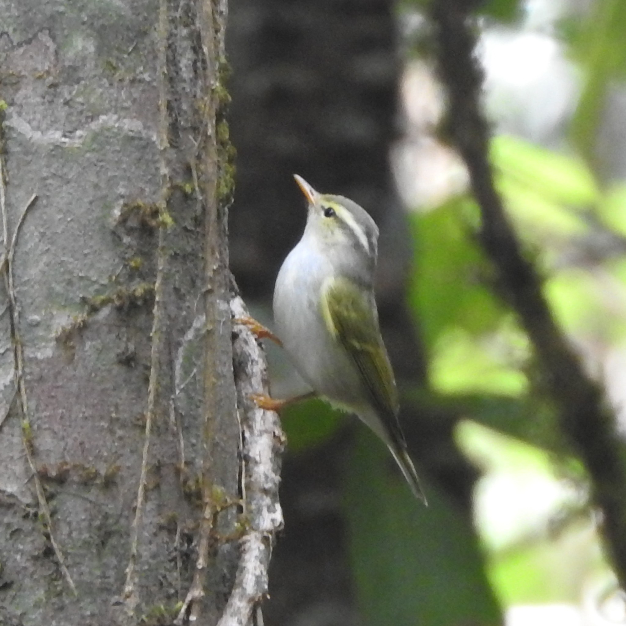 Western Crowned Warbler