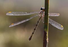 Chlorolestes conspicuus