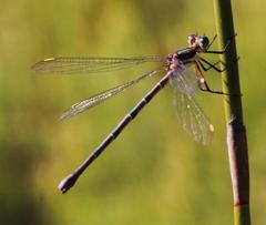 Chlorolestes conspicuus